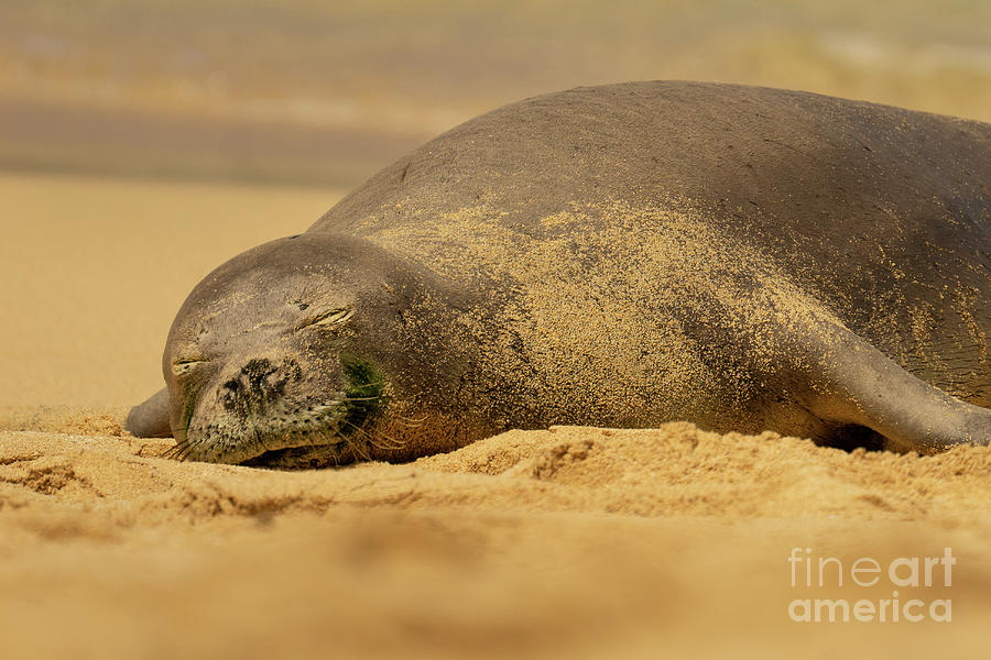 Wildlife Photograph - Hawaiian Monk Seal Sunbathing by Nancy Gleason