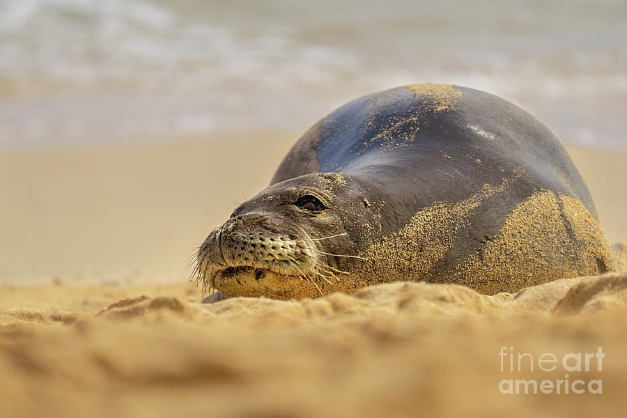 Wildlife Photograph - Hawaiian Monk Seal Wakes up from Nap by Nancy Gleason