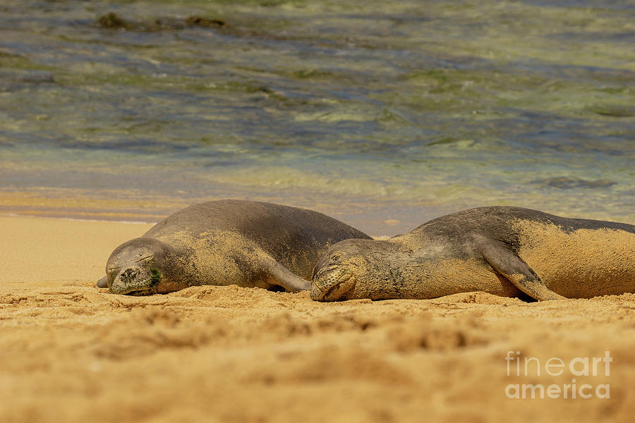 Hawaiian Monk Seals Napping on the Beach Photograph by Nancy Gleason