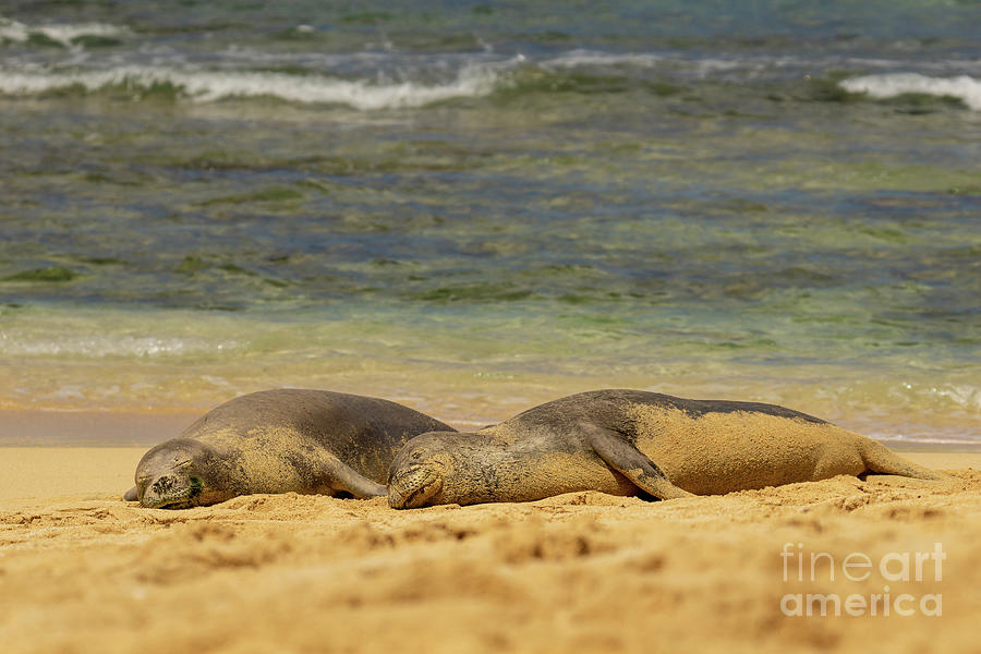 Wildlife Photograph - Hawaiian Monk Seals Sleeping on Beach by Nancy Gleason