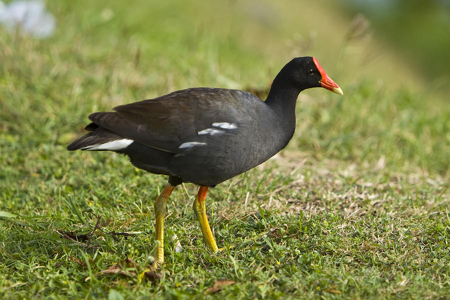 Hawaiian Moorhen Photograph by Don Ewing - Fine Art America