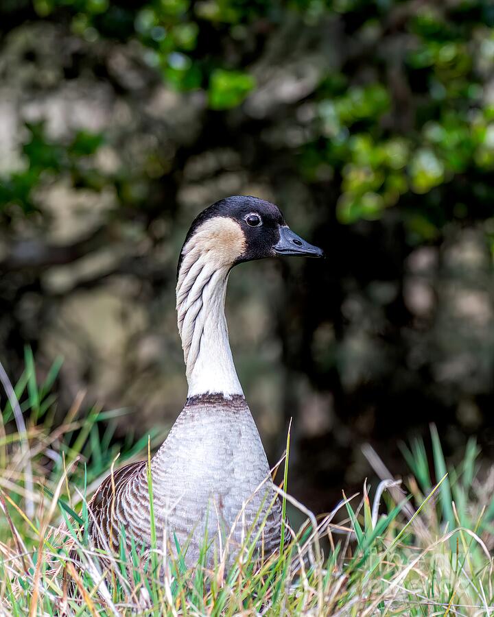 Hawaiian Nene Photograph by Jennifer Jenson - Pixels