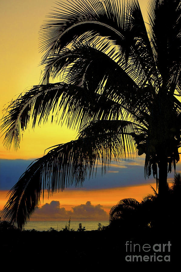 Hawaiian Nights Photograph by Ellen Cotton
