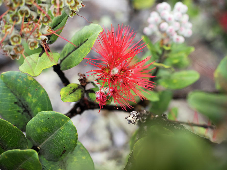 Hawaiian Ohia Bloom_495 Photograph by James C Richardson