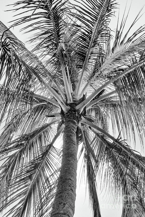 Hawaiian Palm Tree - BW Photograph by Scott Pellegrin