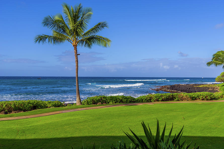 Hawaiian Palm Tree Photograph by Scott McGuire