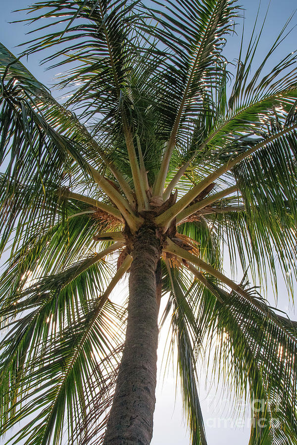 Hawaiian Palm Tree Photograph by Scott Pellegrin