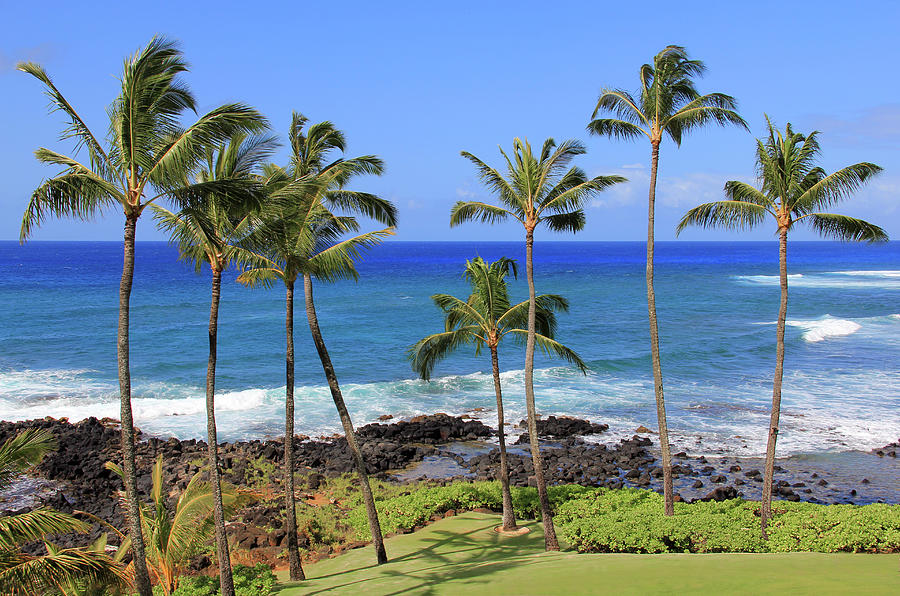 Hawaiian Palms Photograph by Robert Carter