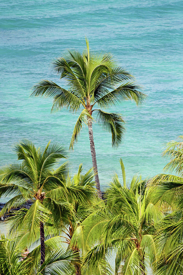 Hawaiian Palms Photograph