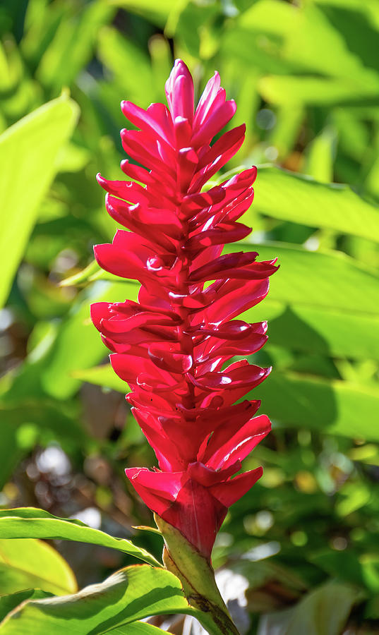 Hawaiian Red Ginger Flower Photograph by Laurel Powell