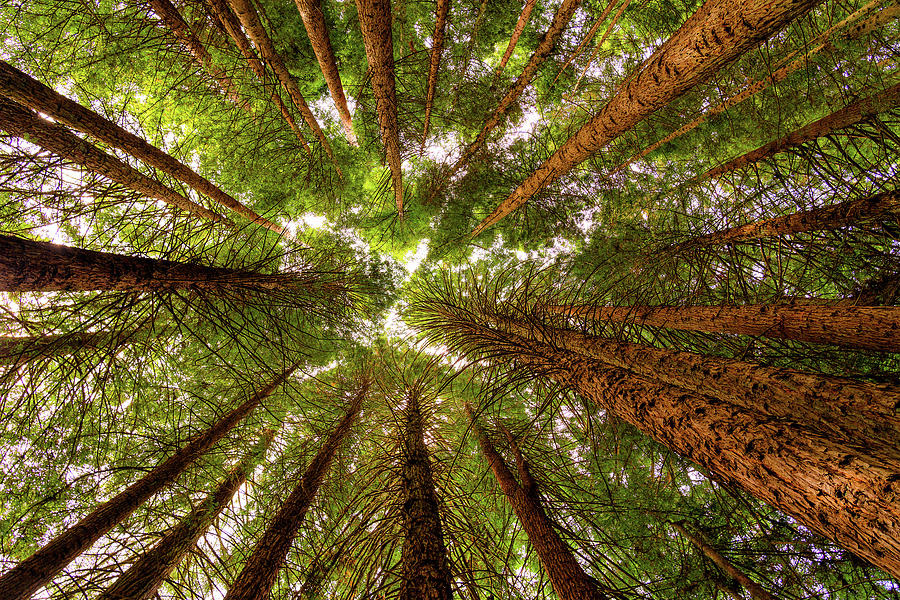 Hawaiian Redwood Forest at Polipoli Springs East Maui, Hawaii Photograph by Kohana Photo