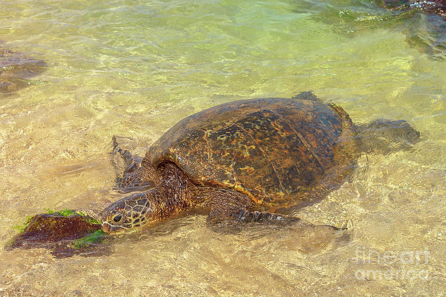 Hawaiian Sea Turtle Photograph by Benny Marty