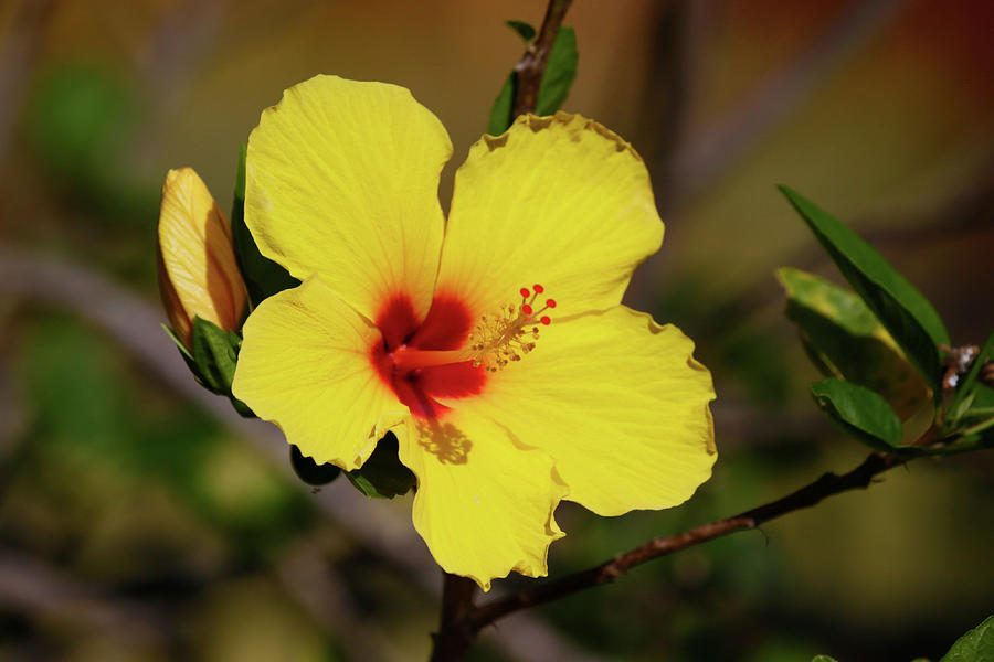 Hawaiian State Flower Photograph