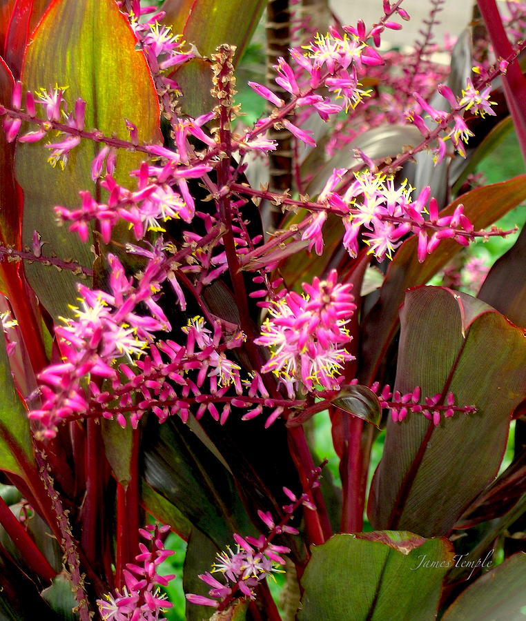 Hawaiian Ti Plant Photograph by James Temple