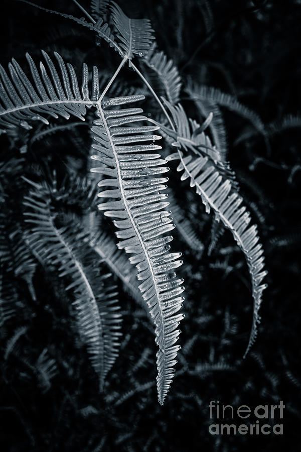 Hawaiian Tropical Ferns Photograph by Edward Fielding