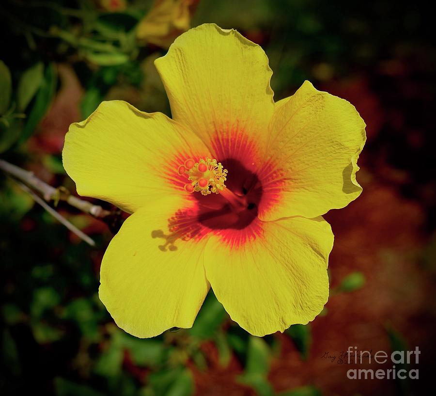yellow hibiscus flower