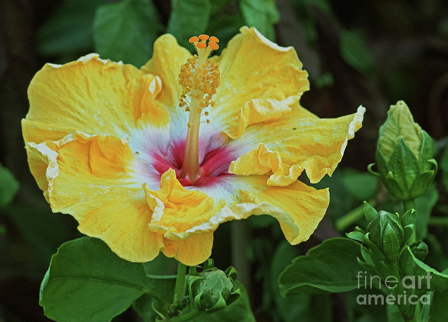Hawaiian Yellow Surf Hibiscus Photograph by Larry Nieland