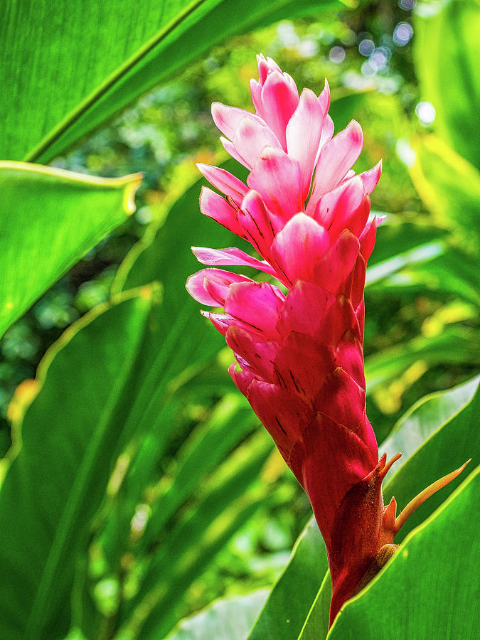 Hawaiis Red Ginger Plant Photograph by James C Richardson