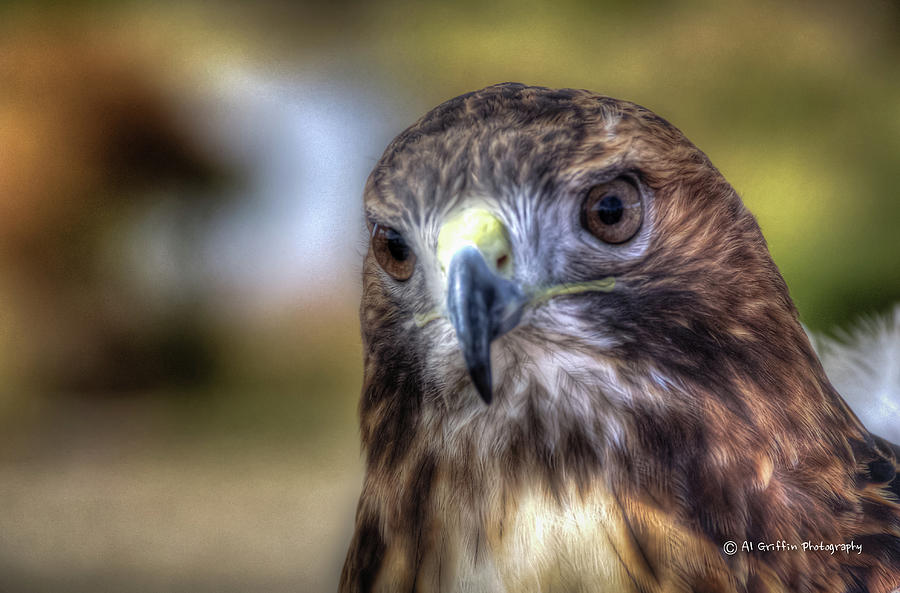 Hawk #1 Photograph by Al Griffin