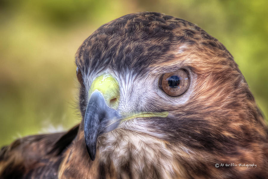Hawk #2 Photograph by Al Griffin