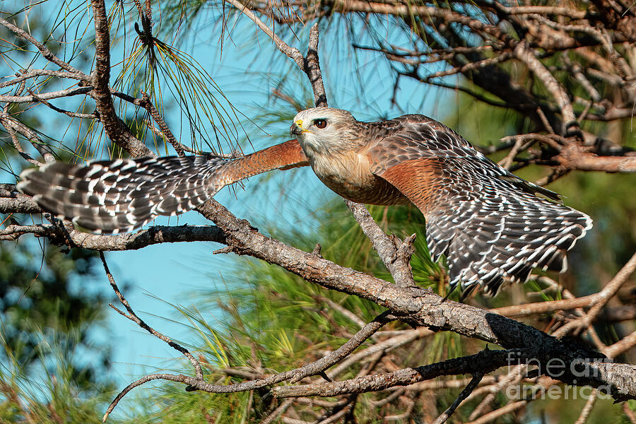 Wildlife Photograph - Hawk 29 6 by Tom Sergio