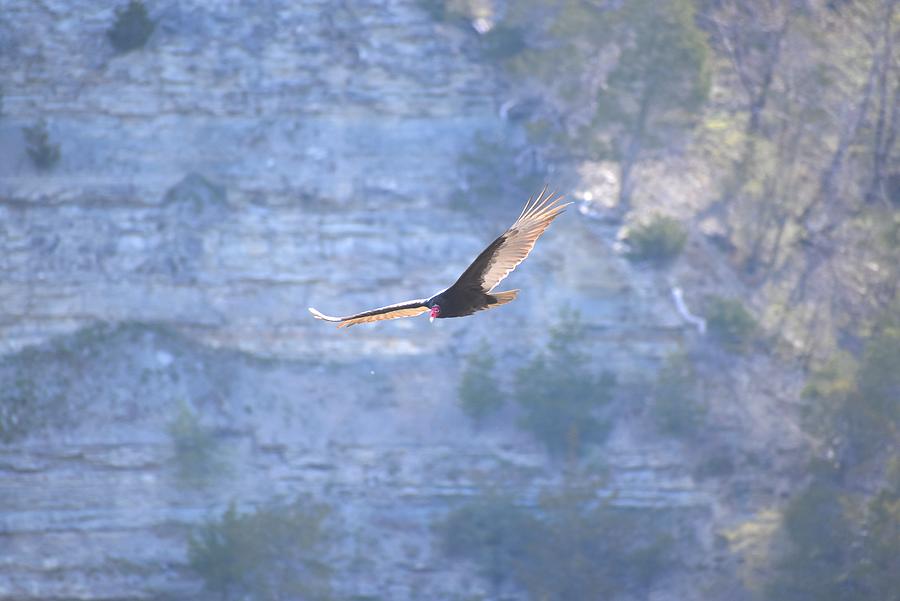 Hawk Above the Canyon 1 Photograph by Nina Kindred