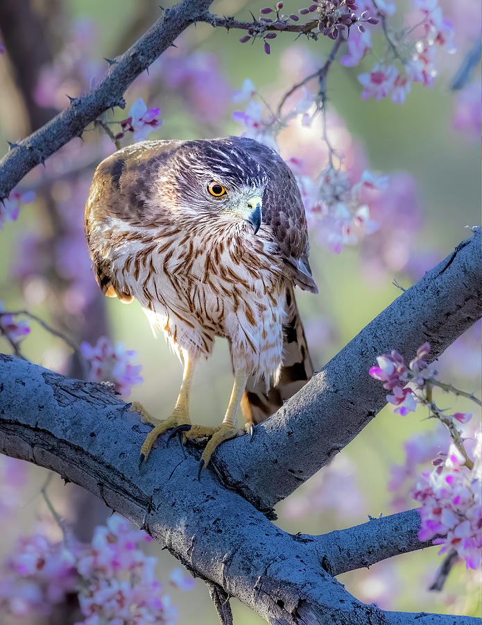 Hawk Among the Blossoms Photograph by James Capo