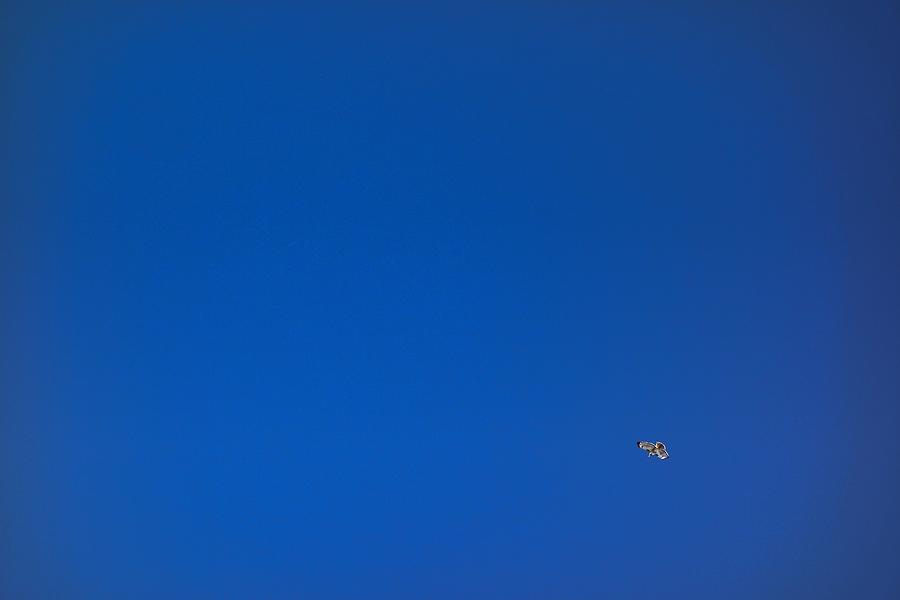 Hawk and Blue Sky Photograph by Russel Considine