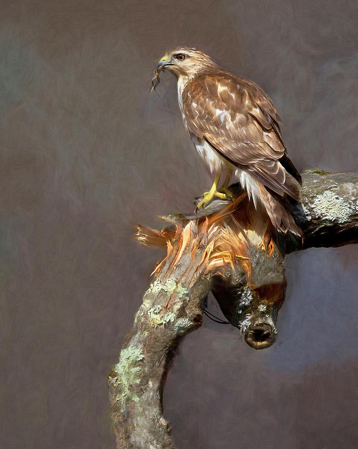 Hawk and Frog Photograph by Art Cole