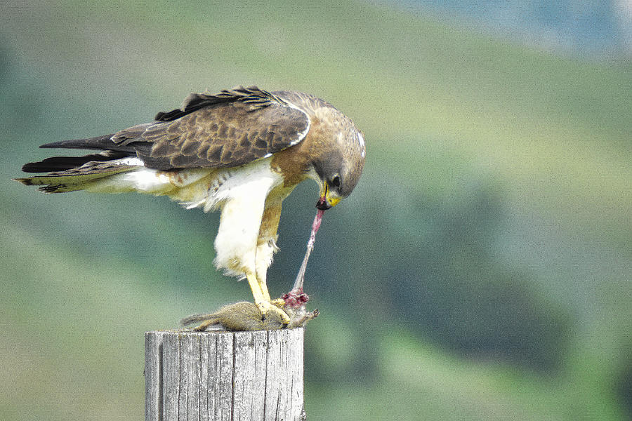 Hawk and its prey Photograph by Ed Stokes - Pixels