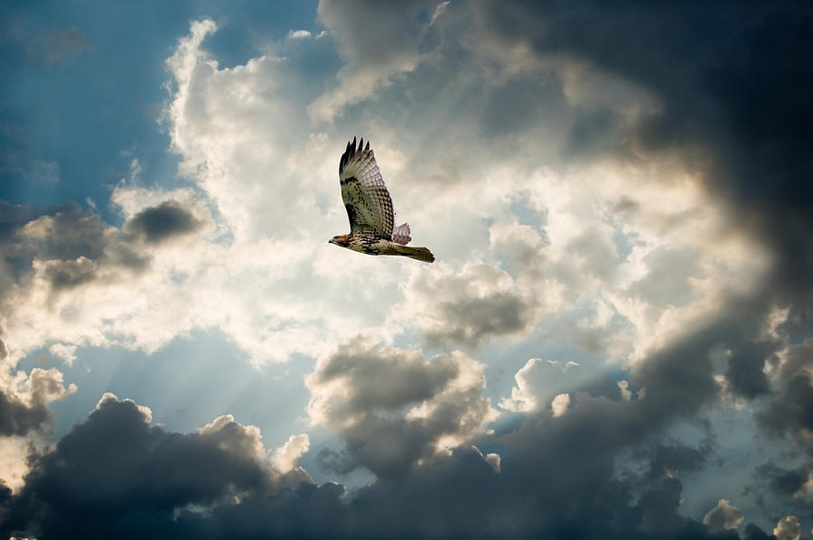 Hawk and Moody Sky with dark clouds forming Photograph by Wwing