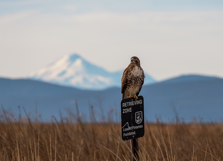 Hawk and Mount Shasta Photograph by Loree Johnson