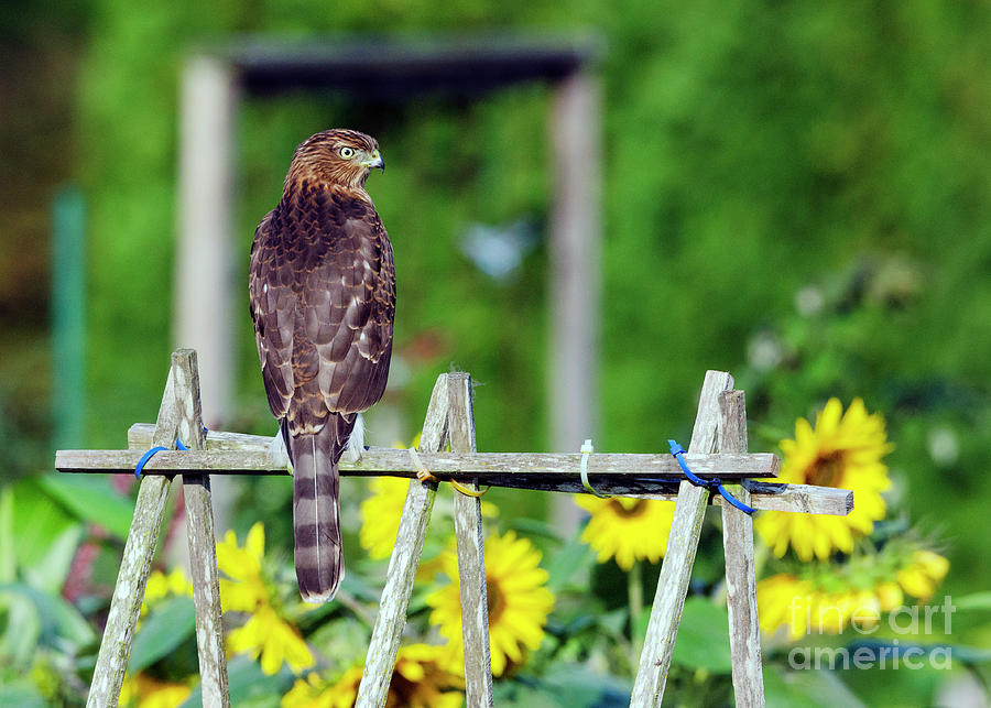 Hawk and Sunflowers Photograph by Kristine Anderson