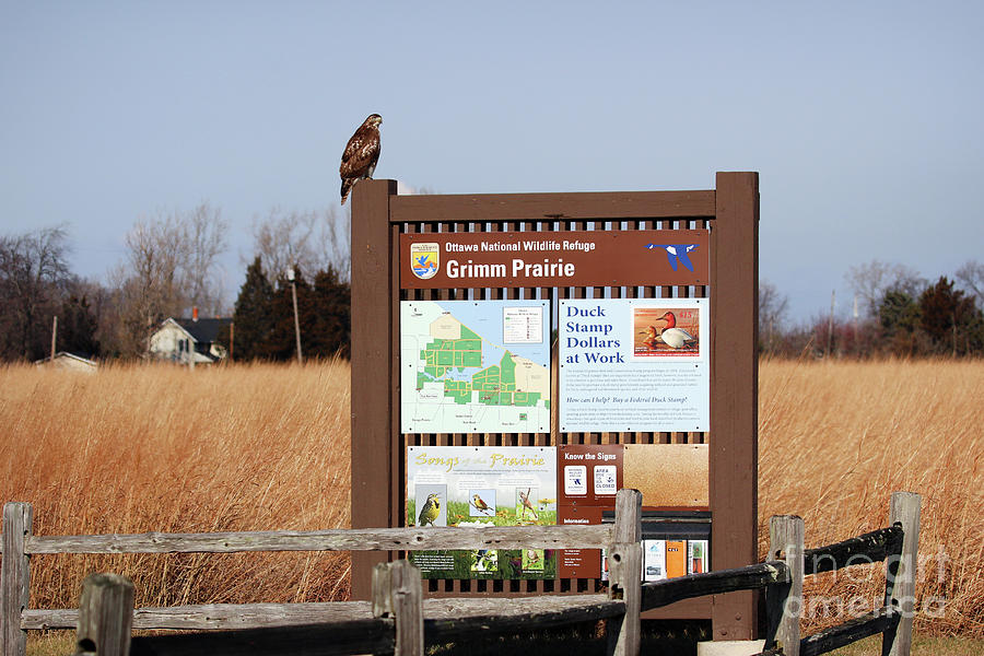 Hawk Atop Ottawa National Wildlife Refuge Sign 8311 Photograph by Jack Schultz
