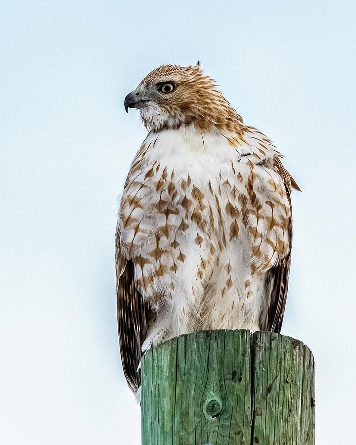 Hawk Beauty In Winter Photograph by Yeates Photography
