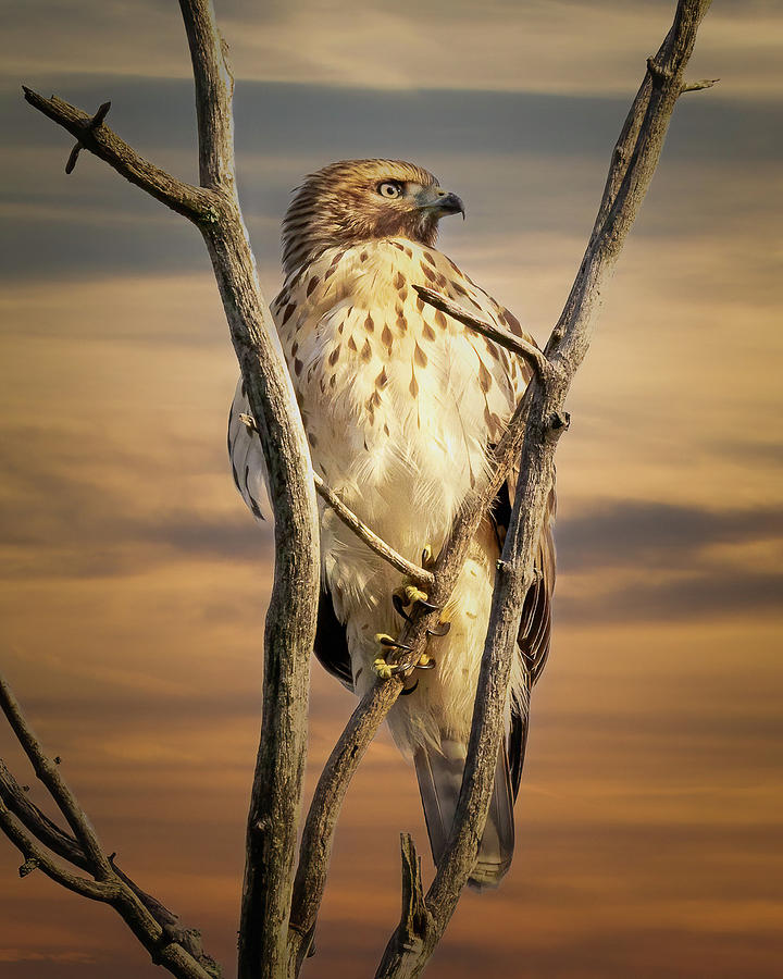 Hawk Photograph by Brian Caldwell