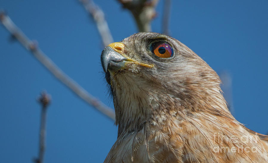Hawk Close Up #3 Photograph by Tom Claud