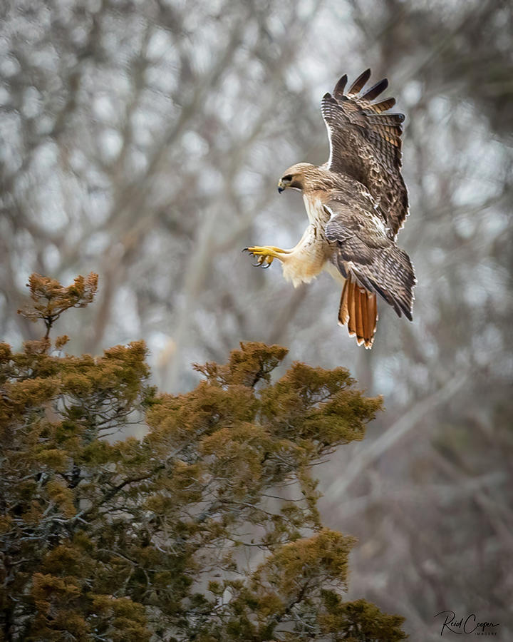 Hawk Coming in Hot Photograph by Reid Cooper - Fine Art America