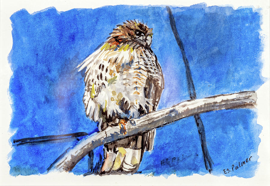 Hawk Painting by Elizabeth Palmer