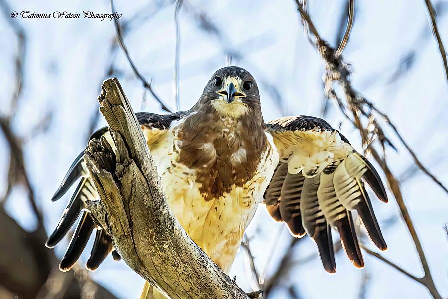 Hawk Encounter Photograph by Tahmina Watson