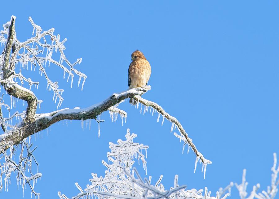 Hawk Enjoying Ice Storm Photograph