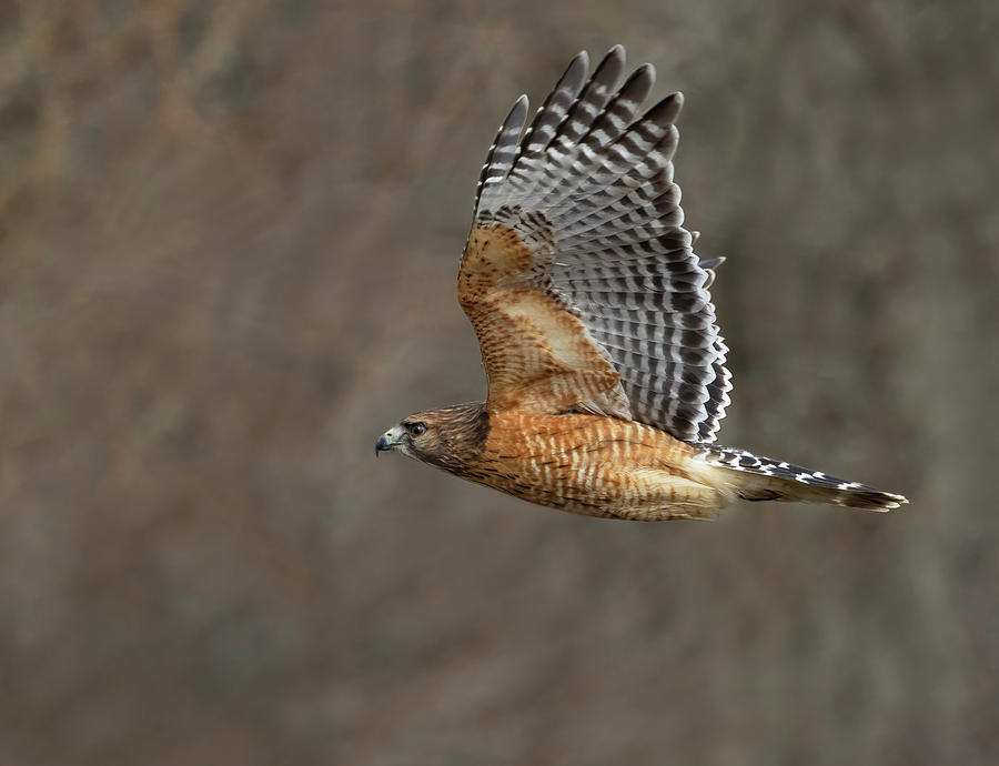 Hawk Escape Photograph by Art Cole