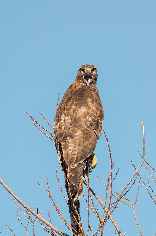 Hawk Expression Photograph by Loree Johnson