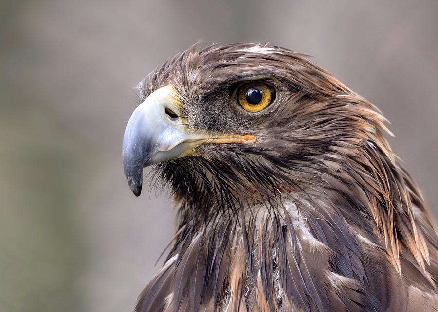 Hawk Eye Photograph by David Berry - Fine Art America