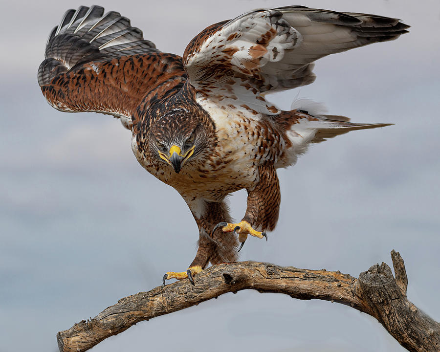 Hawk Eyed Photograph by Mary Hone