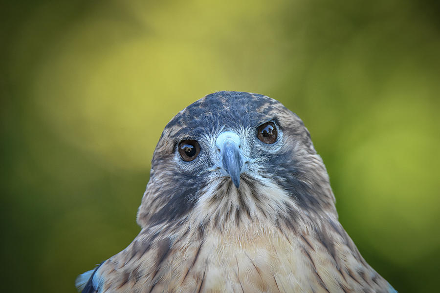 Hawk Eyes Photograph by Michelle Wittensoldner