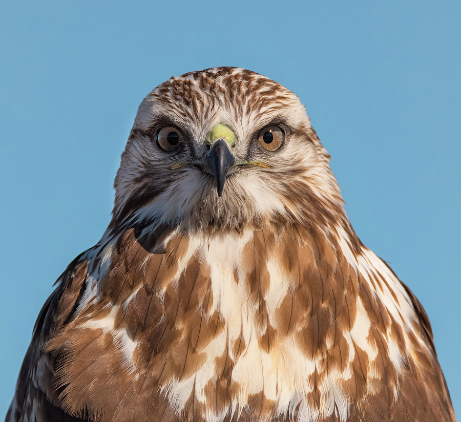 Hawk Face Photograph by Loree Johnson