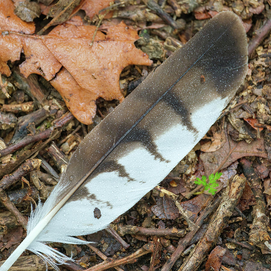 Hawk Feather Photograph by Benjamin Childers - Pixels