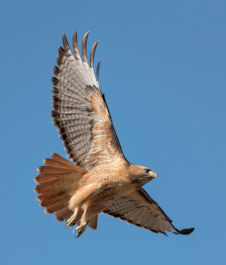 Hawk Flight Photograph by Loree Johnson