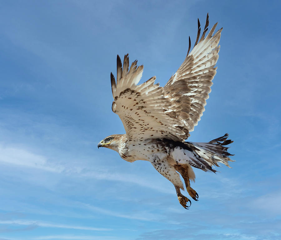 Hawk flying Photograph by Sherry Karr Adkins - Fine Art America